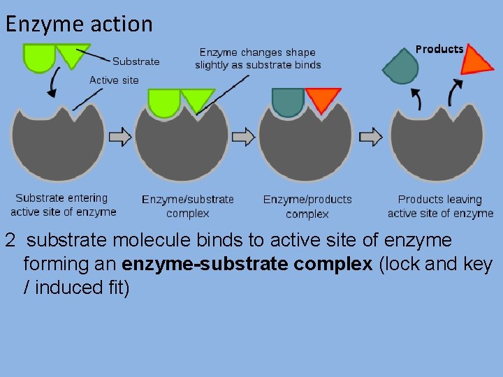 Enzyme action 2 substrate molecule binds to active site of enzyme forming an enzyme-substrate