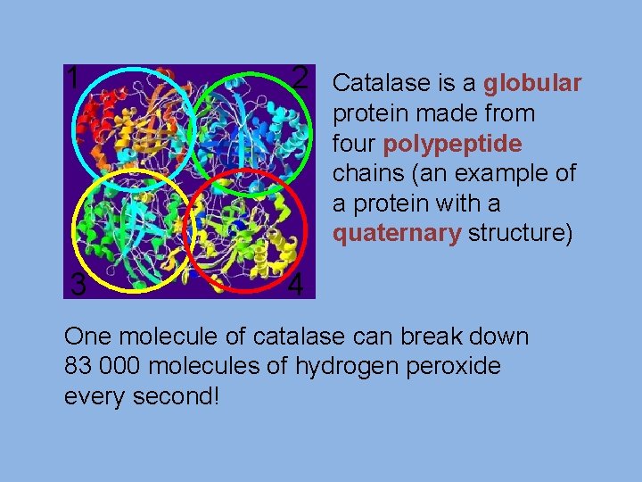 1 2 3 4 Catalase is a globular protein made from four polypeptide chains