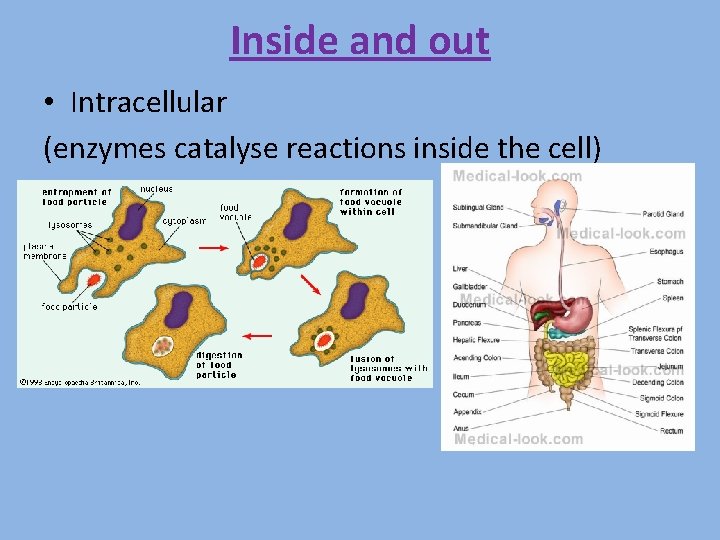 Inside and out • Intracellular (enzymes catalyse reactions inside the cell) 