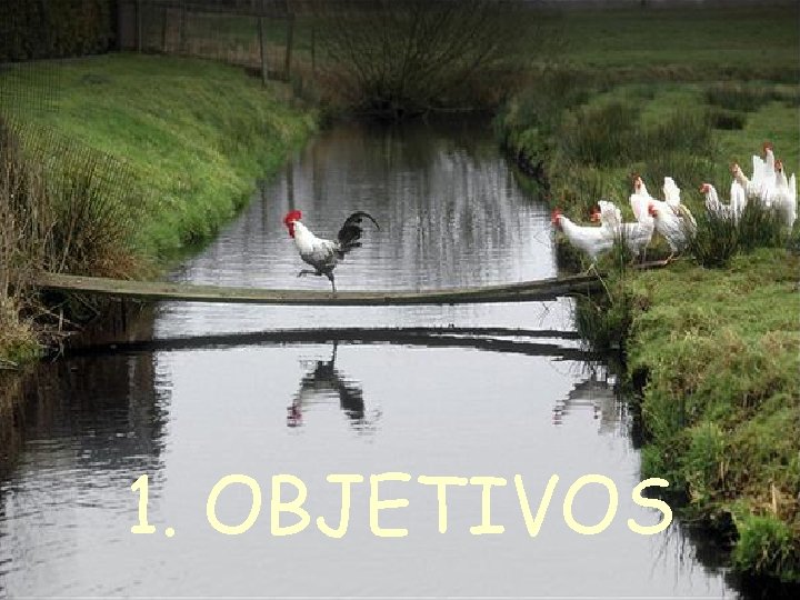 1. OBJETIVOS 