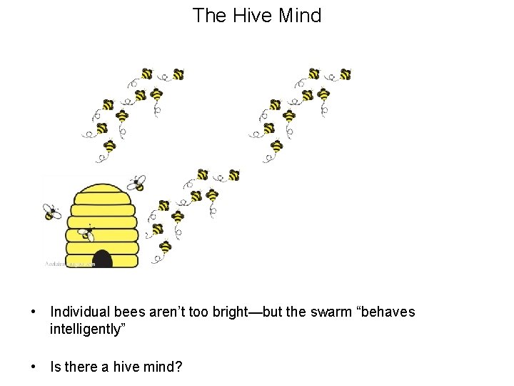 The Hive Mind • Individual bees aren’t too bright—but the swarm “behaves intelligently” •