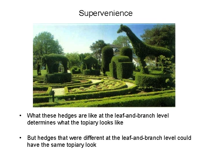 Supervenience • What these hedges are like at the leaf-and-branch level determines what the