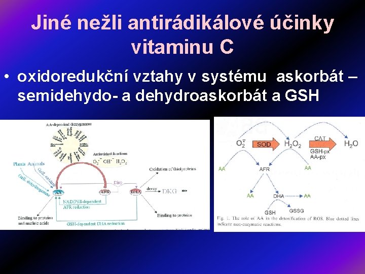 Jiné nežli antirádikálové účinky vitaminu C • oxidoredukční vztahy v systému askorbát – semidehydo-