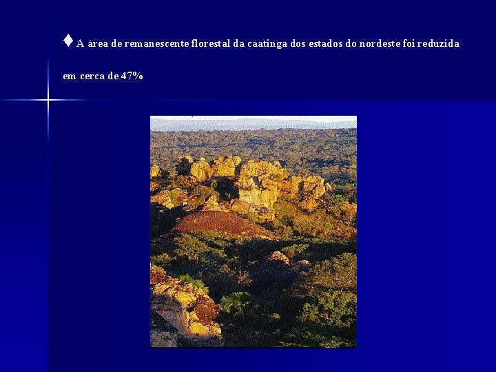 ♦ A área de remanescente florestal da caatinga dos estados do nordeste foi reduzida