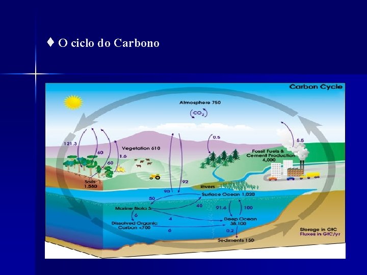 ♦ O ciclo do Carbono 