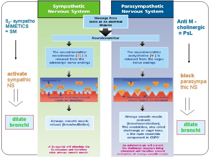 ß 2 - sympatho MIMETICS = SM activate sympathic NS dilate bronchi Anti M