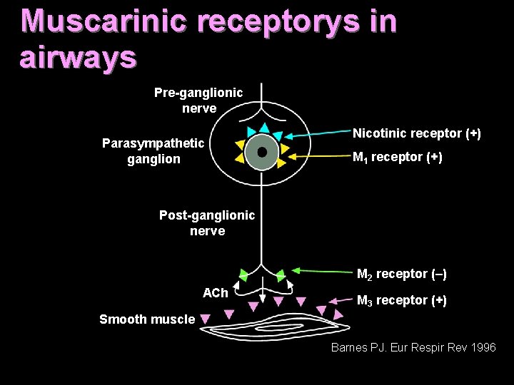 Muscarinic receptorys in airways Pre-ganglionic nerve Parasympathetic ganglion Nicotinic receptor (+) M 1 receptor