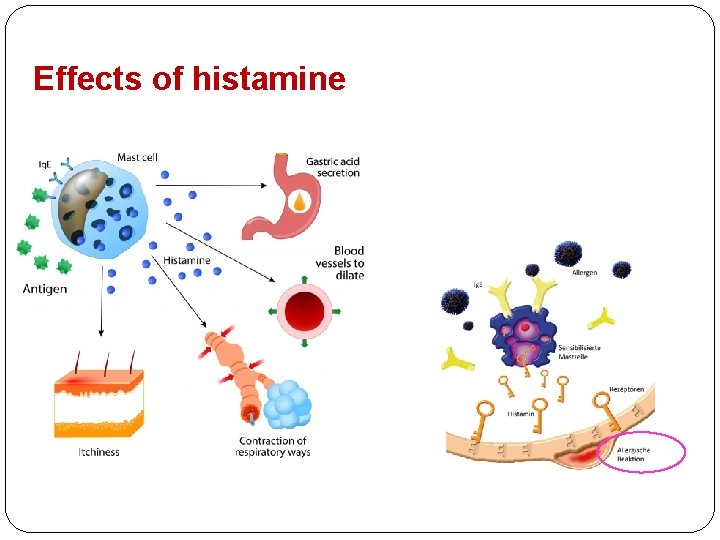 Effects of histamine 