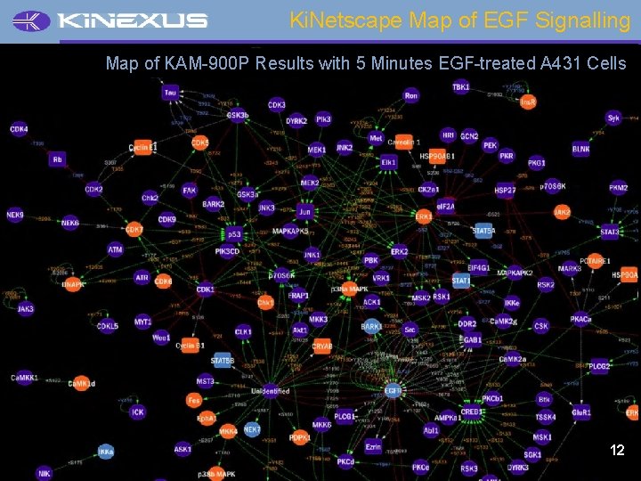 Ki. Netscape Map of EGF Signalling Map of KAM-900 P Results with 5 Minutes