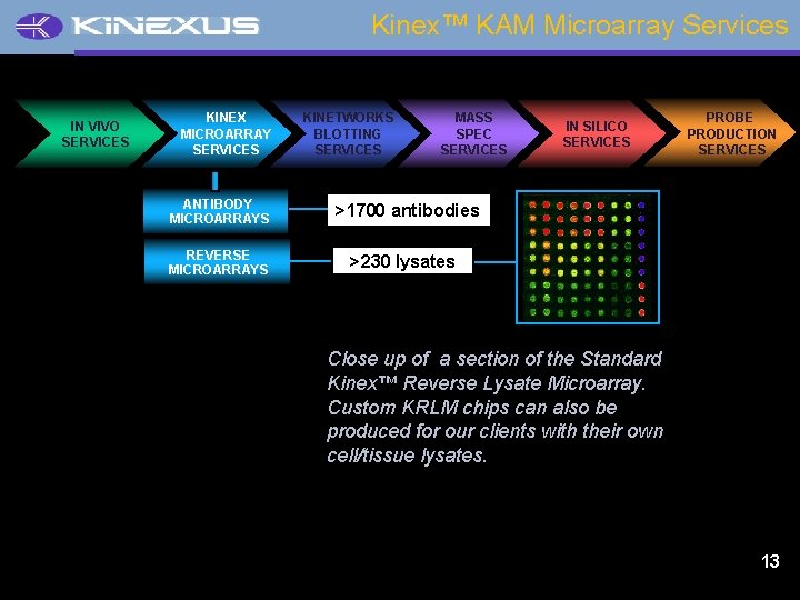 Kinex™ KAM Microarray Services IN VIVO SERVICES KINEX MICROARRAY SERVICES ANTIBODY MICROARRAYS REVERSE MICROARRAYS