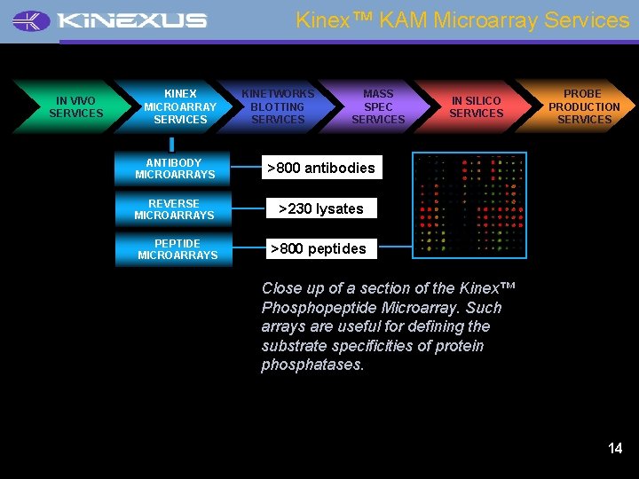 Kinex™ KAM Microarray Services IN VIVO SERVICES KINEX MICROARRAY SERVICES KINETWORKS BLOTTING SERVICES MASS