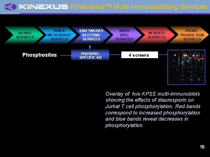 Kinetworks™ Multi-Immunoblotting Services IN VIVO SERVICES KINEX MICROARRAY SERVICES Phosphosites KINETWORKS BLOTTING SERVICES PHOSPECIFIC