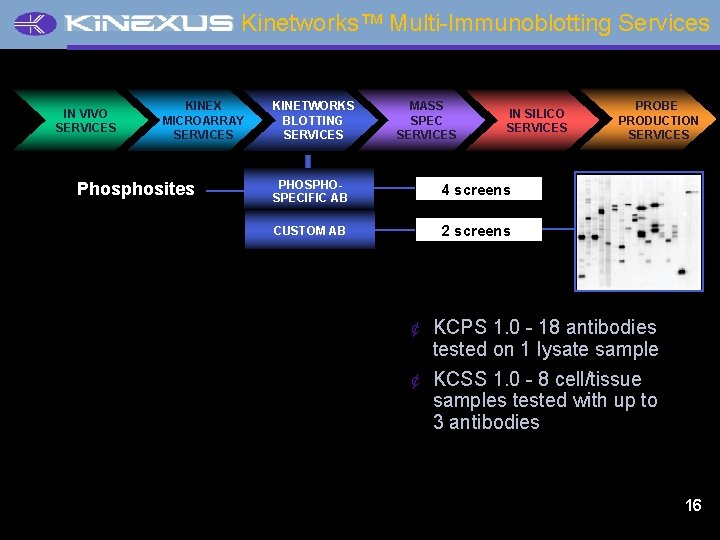 Kinetworks™ Multi-Immunoblotting Services IN VIVO SERVICES KINEX MICROARRAY SERVICES Phosphosites KINETWORKS BLOTTING SERVICES MASS