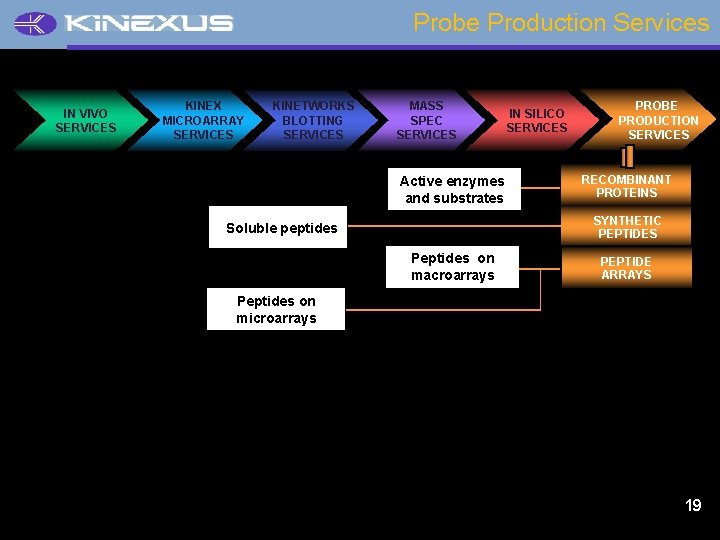 Probe Production Services IN VIVO SERVICES KINEX MICROARRAY SERVICES KINETWORKS BLOTTING SERVICES MASS SPEC