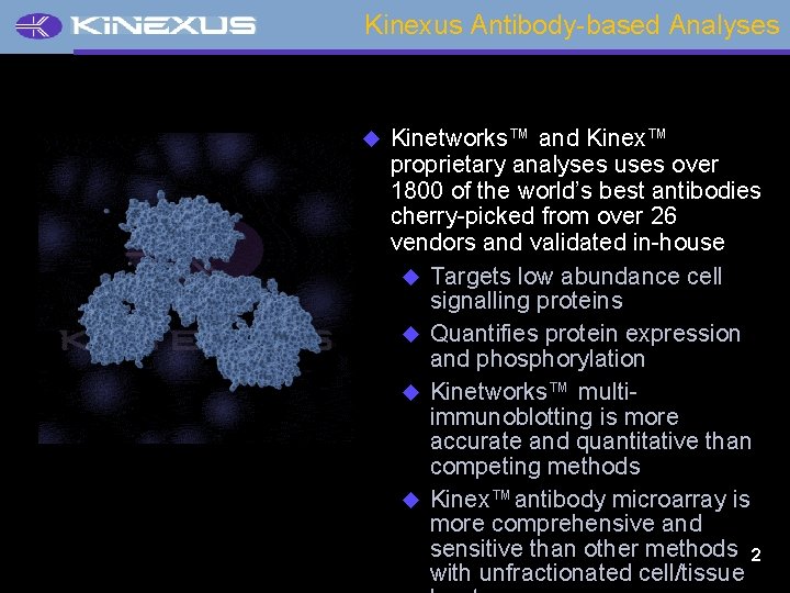 Kinexus Antibody-based Analyses u Kinetworks™ and Kinex™ proprietary analyses uses over 1800 of the