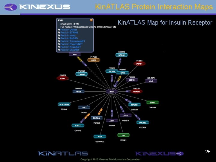Kin. ATLAS Protein Interaction Maps Kin. ATLAS Map for Insulin Receptor 28 