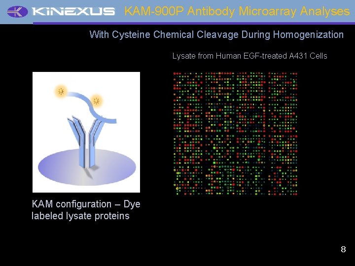 KAM-900 P Antibody Microarray Analyses With Cysteine Chemical Cleavage During Homogenization Lysate from Human