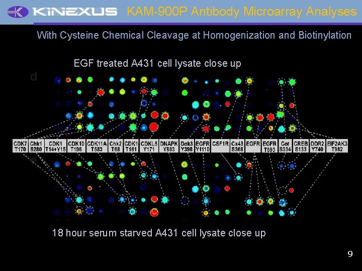 KAM-900 P Antibody Microarray Analyses With Cysteine Chemical Cleavage at Homogenization and Biotinylation EGF