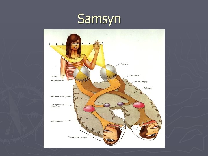 Samsyn 