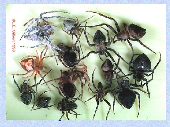 CAN CASE STUDY (con’t): CAN Arachnophobia: A 2004 Ford comes into the shop with