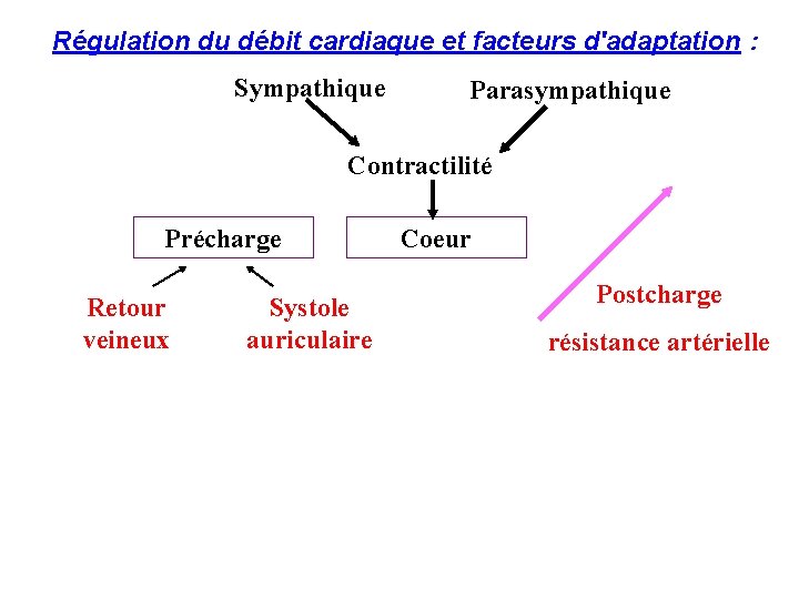 Régulation du débit cardiaque et facteurs d'adaptation : Sympathique Parasympathique Contractilité Précharge Retour veineux