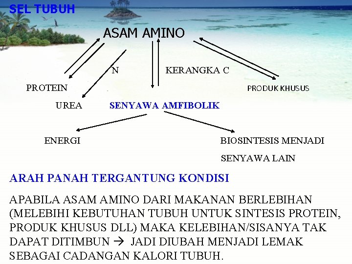 SEL TUBUH ASAM AMINO N KERANGKA C PROTEIN UREA ENERGI PRODUK KHUSUS SENYAWA AMFIBOLIK