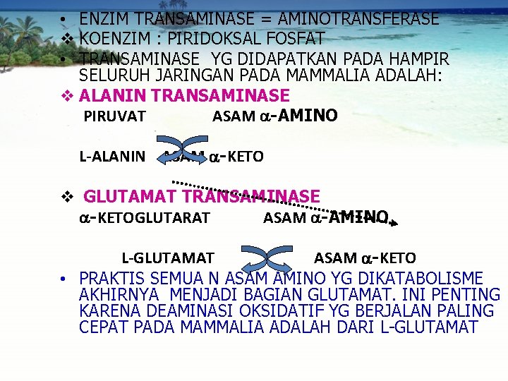  • ENZIM TRANSAMINASE = AMINOTRANSFERASE v KOENZIM : PIRIDOKSAL FOSFAT • TRANSAMINASE YG