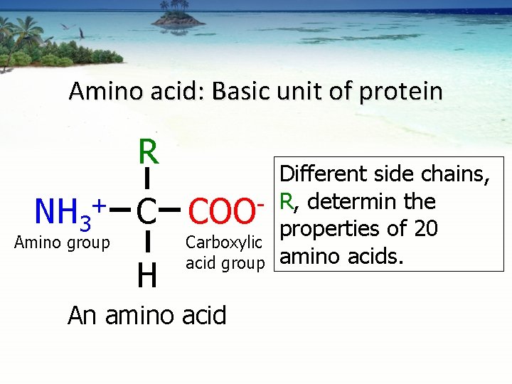 Amino acid: Basic unit of protein R NH 3 + C Amino group H