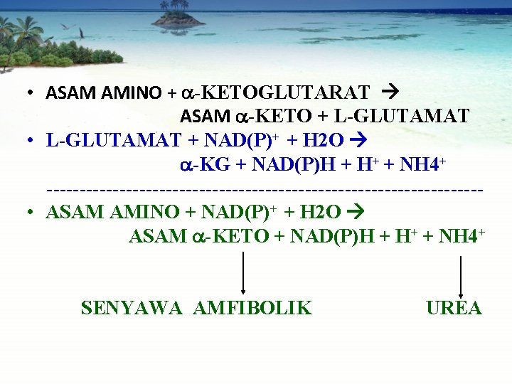  • ASAM AMINO + -KETOGLUTARAT ASAM -KETO + L-GLUTAMAT • L-GLUTAMAT + NAD(P)+