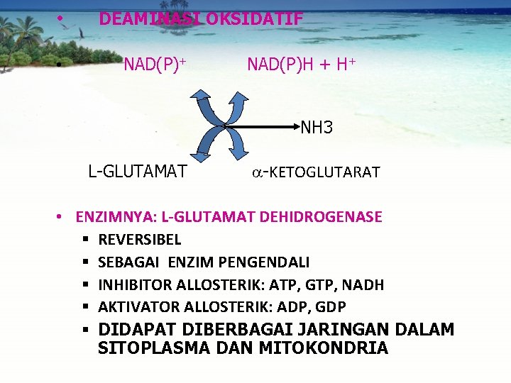  • • DEAMINASI OKSIDATIF NAD(P)+ NAD(P)H + H+ NH 3 L-GLUTAMAT -KETOGLUTARAT •