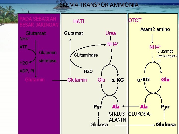 SKEMA TRANSPOR AMMONIA PADA SEBAGIAN BESAR JARINGAN Glutamat NH 4+ OTOT HATI Gutamat Urea