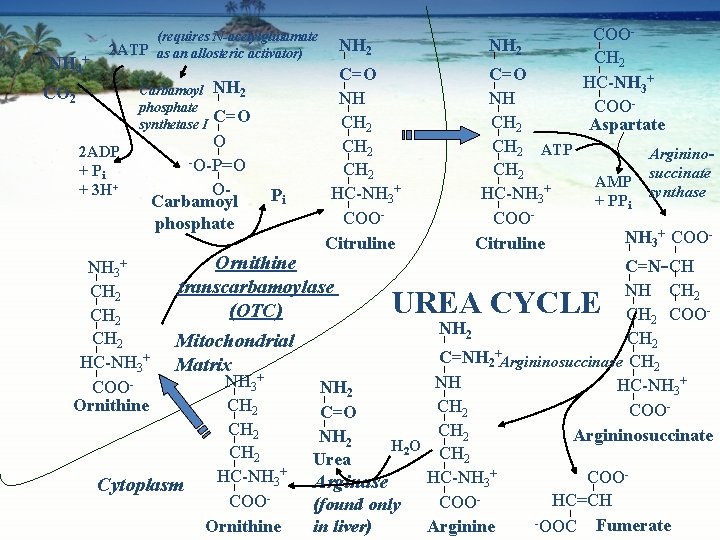 NH 4 + (requires N-acetylglutamate 2 ATP as an allosteric activator) Carbamoyl phosphate synthetase