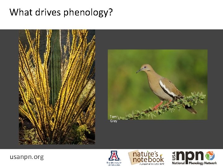 What drives phenology? Tom Grey usanpn. org 