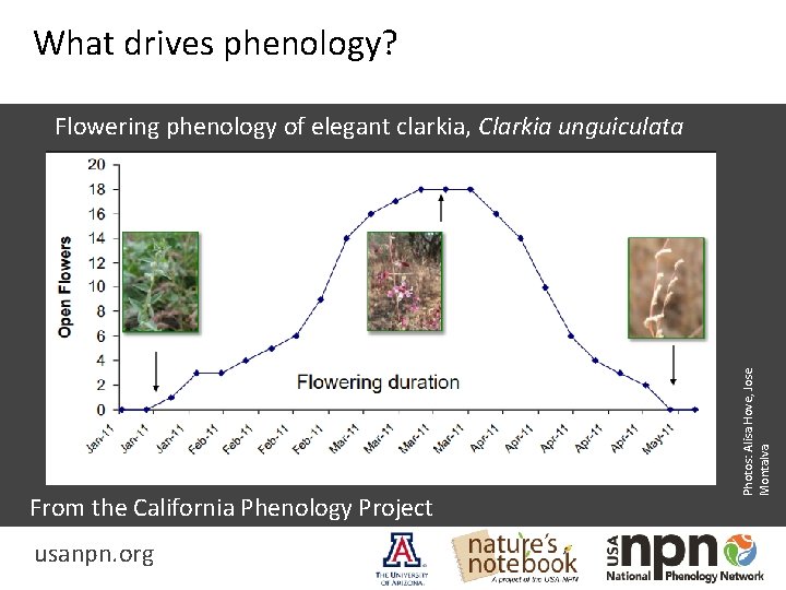 What drives phenology? From the California Phenology Project usanpn. org Photos: Alisa Hove, Jose