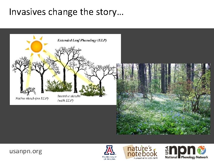 Invasives change the story… usanpn. org 