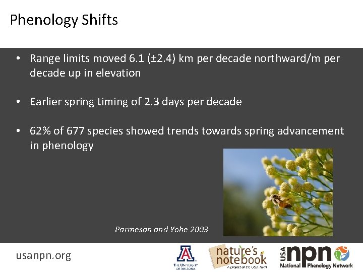 Phenology Shifts • Range limits moved 6. 1 (± 2. 4) km per decade