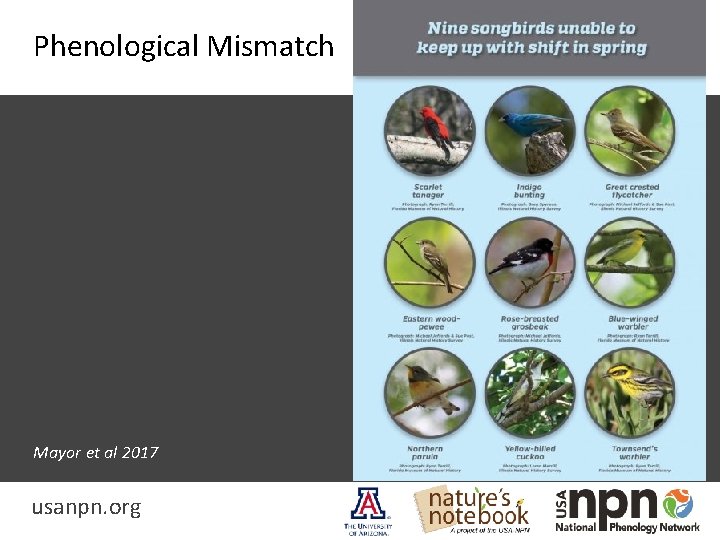 Phenological Mismatch Mayor et al 2017 usanpn. org 