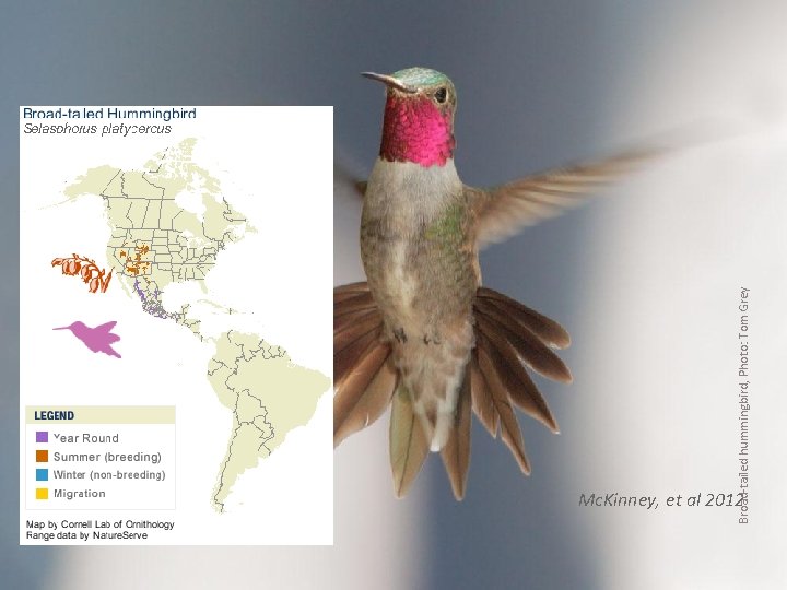  Broad-tailed hummingbird, Photo: Tom Grey Mc. Kinney, et al 2012 usanpn. org 