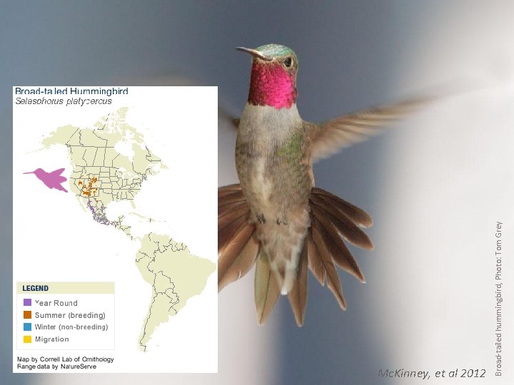 usanpn. org Broad-tailed hummingbird, Photo: Tom Grey Mc. Kinney, et al 2012 