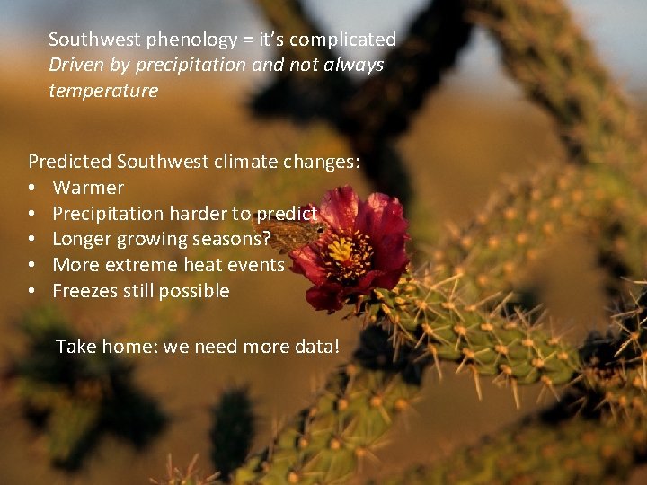 Southwest phenology = it’s complicated Driven by precipitation and not always temperature Predicted Southwest