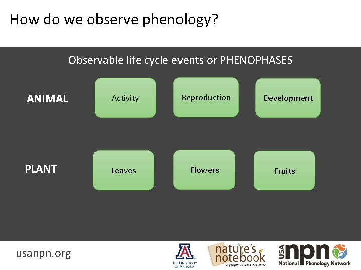 How do we observe phenology? Observable life cycle events or PHENOPHASES ANIMAL Activity Reproduction