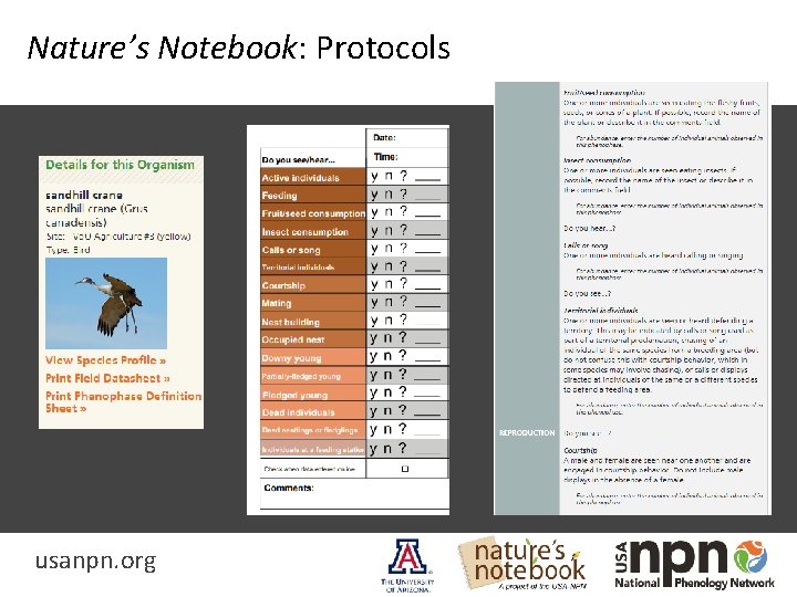 Nature’s Notebook: Protocols *as of 2017 usanpn. org 
