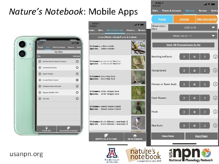 Nature’s Notebook: Mobile Apps Paper datasheets and a web browser OR mobile apps usanpn.