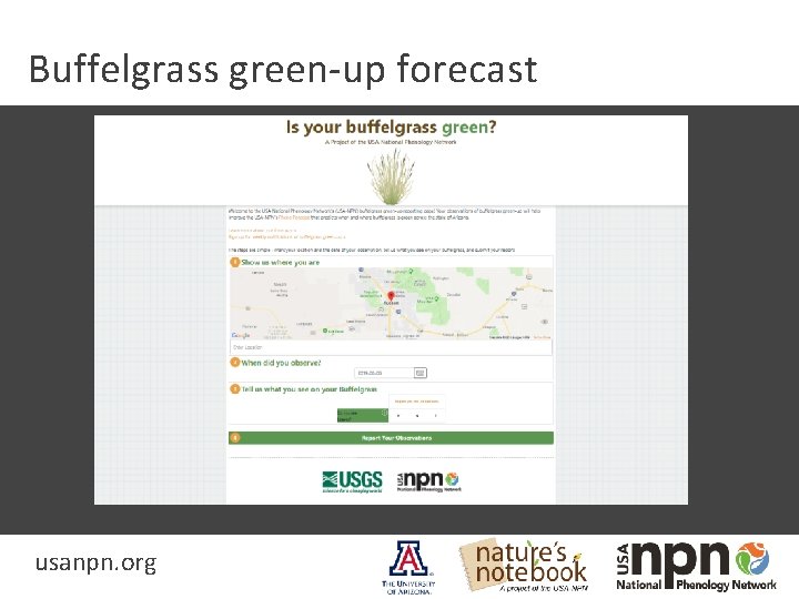 Buffelgrass green-up forecast usanpn. org 