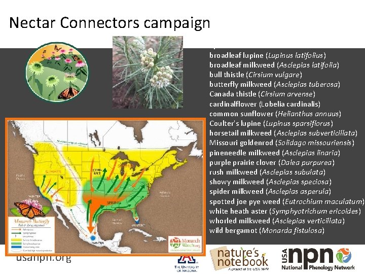 Nectar Connectors campaign Species in Arizona: broadleaf lupine (Lupinus latifolius) broadleaf milkweed (Asclepias latifolia)