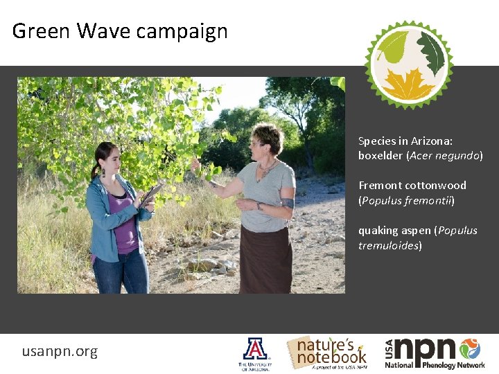 Green Wave campaign Species in Arizona: boxelder (Acer negundo) Fremont cottonwood (Populus fremontii) quaking