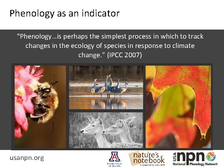 Phenology as an indicator “Phenology…is perhaps the simplest process in which to track changes