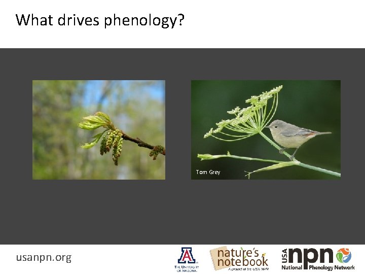 What drives phenology? Tom Grey usanpn. org 