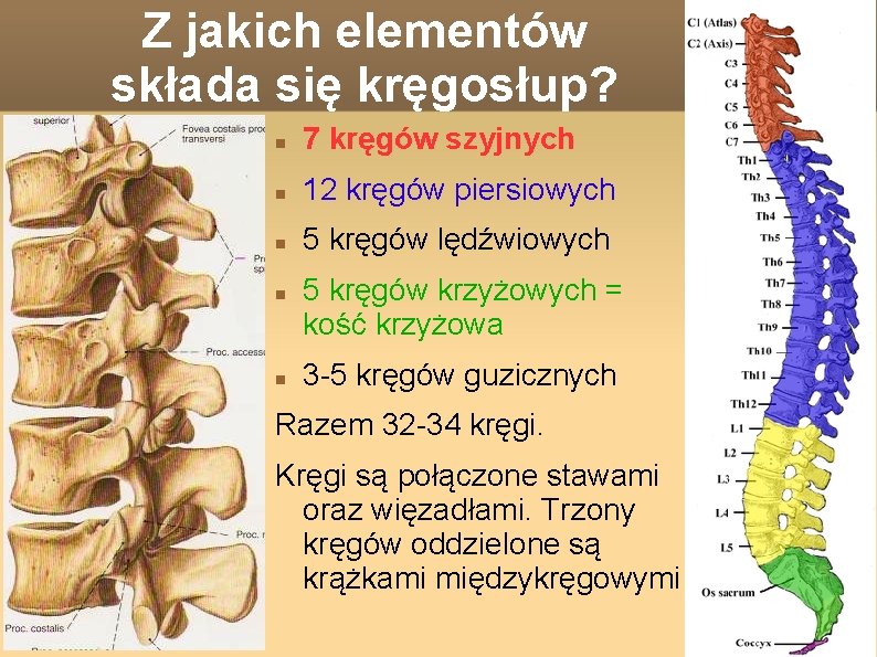 Prezentacja Ble krgosupa Czym jest krgosup Krgosup to