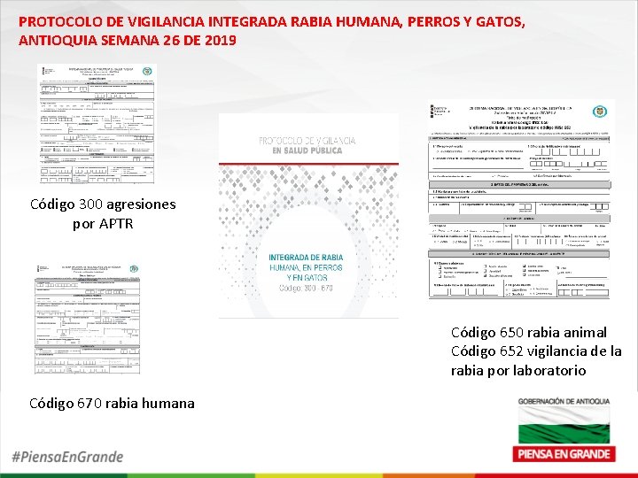 PROTOCOLO DE VIGILANCIA INTEGRADA RABIA HUMANA, PERROS Y GATOS, ANTIOQUIA SEMANA 26 DE 2019